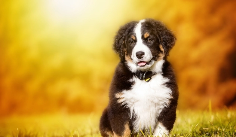 狗雞肉過敏症狀