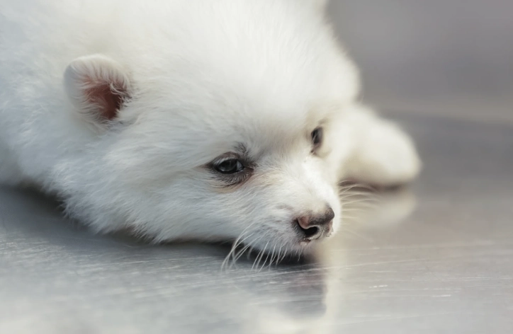 狗狗氣管塌陷症狀