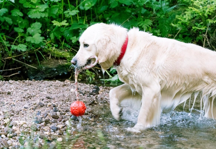 狗狗多飲多尿 狗狗多飲多尿