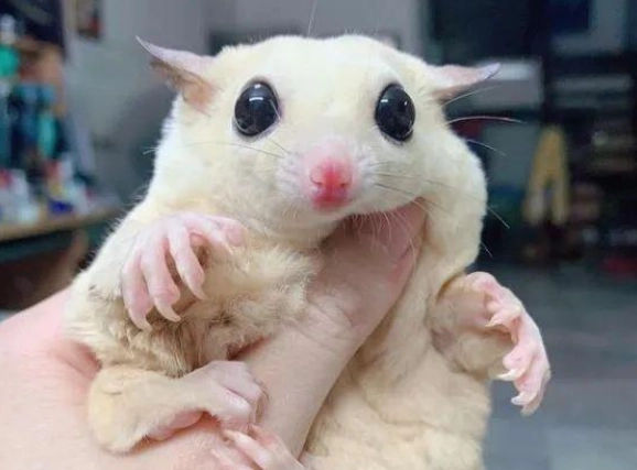 蜜袋鼯清潔技巧