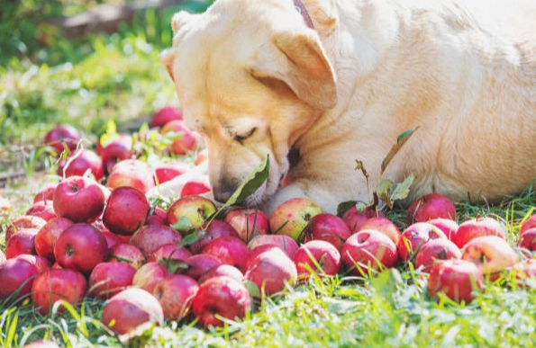 蘋果對狗的營養價值