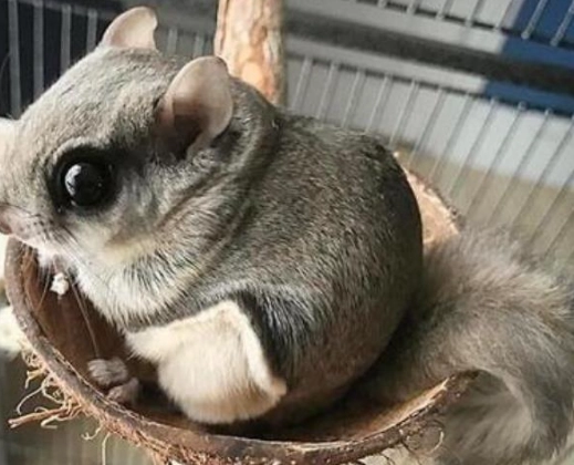 台灣大眼飛鼠生態