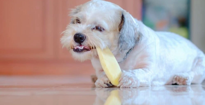 宠物拉肚子处理 宠物拉肚子处理