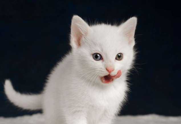 貓糖尿病血糖監測