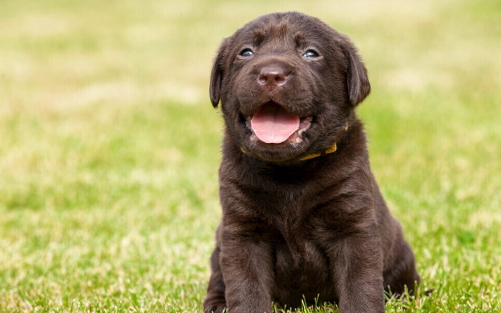 狗誤食洋蔥處理