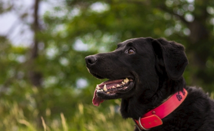 狗狗食物過敏治療