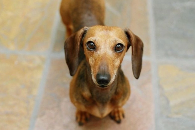 狗狗嘔吐綠色膽汁