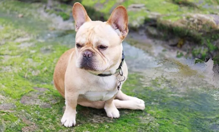 狗皮膚腫脹原因