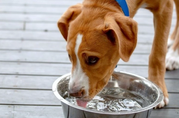 寵物腹瀉處理 寵物腹瀉處理