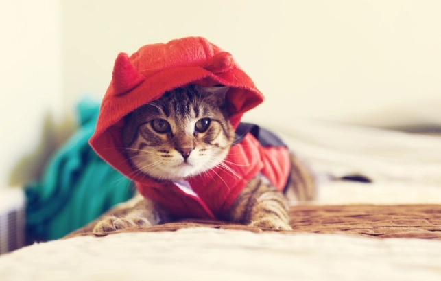 貓糖尿病初期症狀 貓糖尿病初期症狀