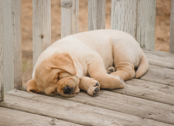 狗睡頭姿勢 狗睡頭姿勢