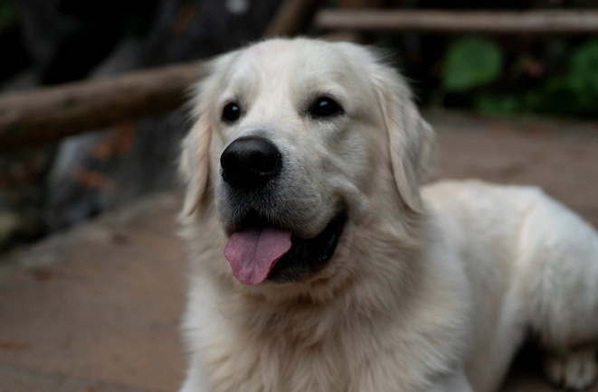 老年犬行為問題 老年犬行為問題