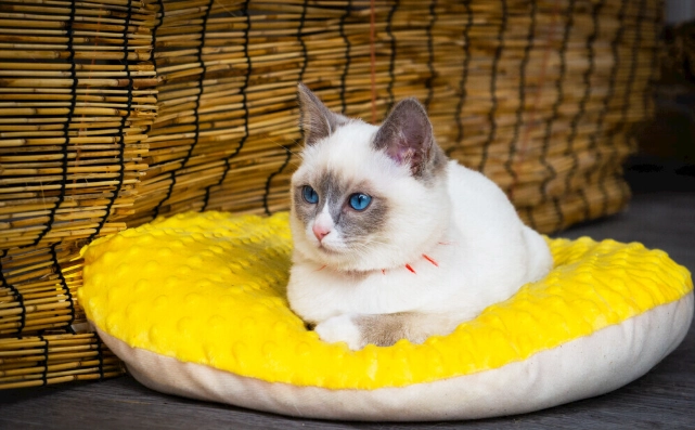 貓糖尿病治療 貓糖尿病治療