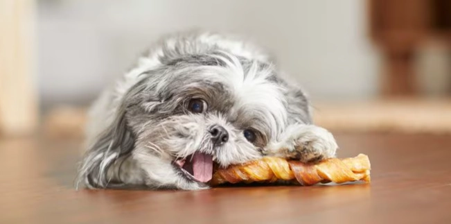 狗腹泻病因 狗腹泻病因