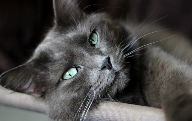 貓糖尿病症狀 貓糖尿病症狀