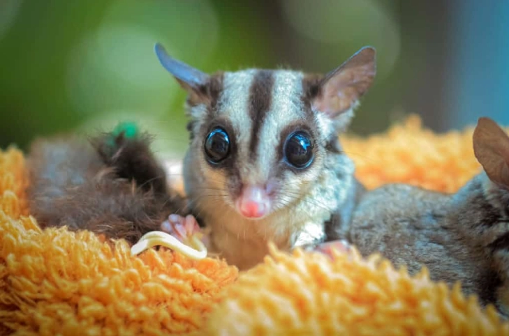 蜜袋鼯照顧睡眠