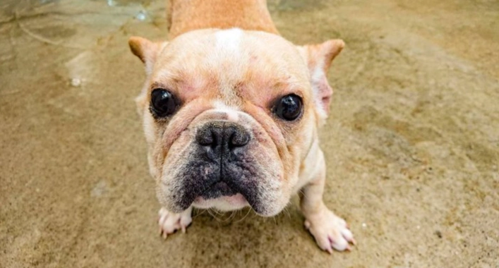 寵物皮膚腫塊處理