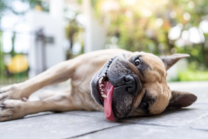 巧克力對狗有毒