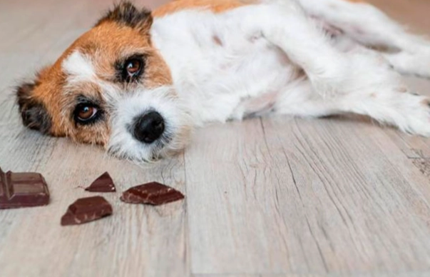 狗狗果凍狀拉肚子處理 狗狗果凍狀拉肚子處理