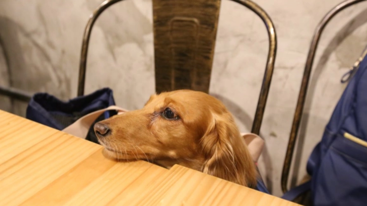 狗巧克力中毒症狀