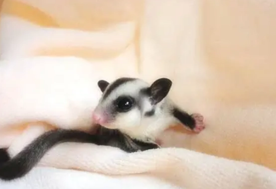 蜜袋鼯香港違法