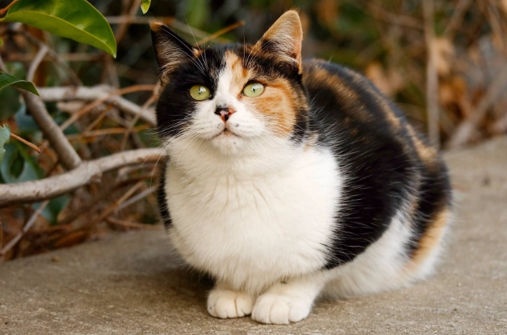 貓糖尿病飲食管理