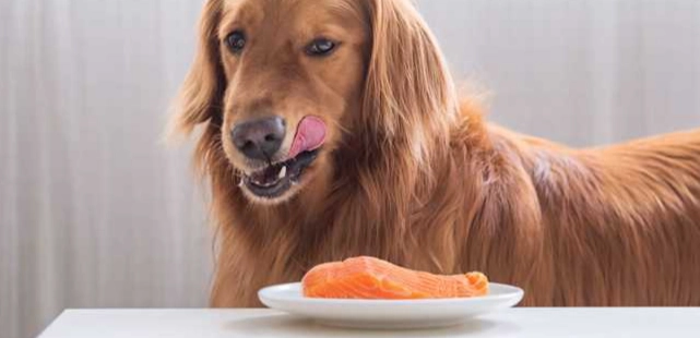 狗狗腹瀉怎麼辦