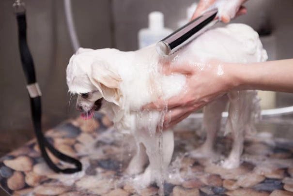 狗狗腸胃炎飲食