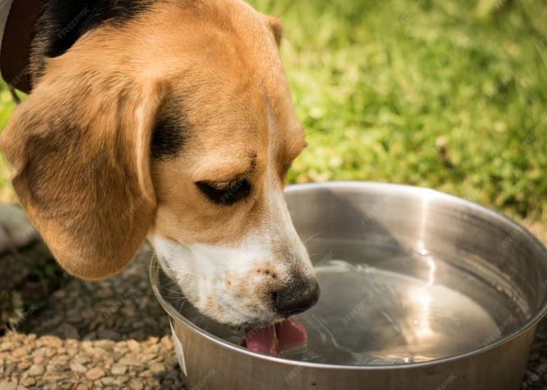 老狗多喝水原因 老狗多喝水原因