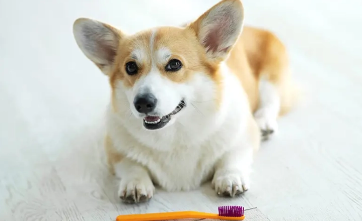 枸杞對狗狗的好處