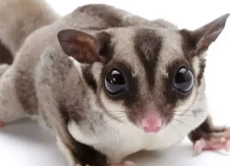 蜜袋鼯食物禁忌