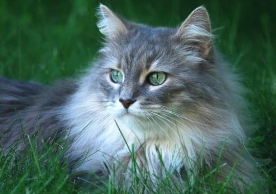 預防貓咪糖尿病