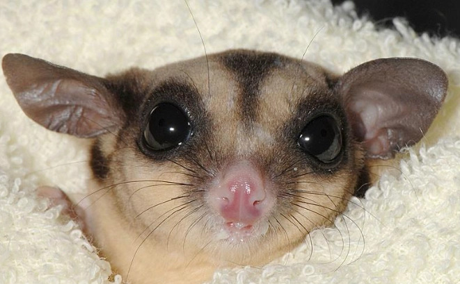 蜜袋鼯照顧技巧