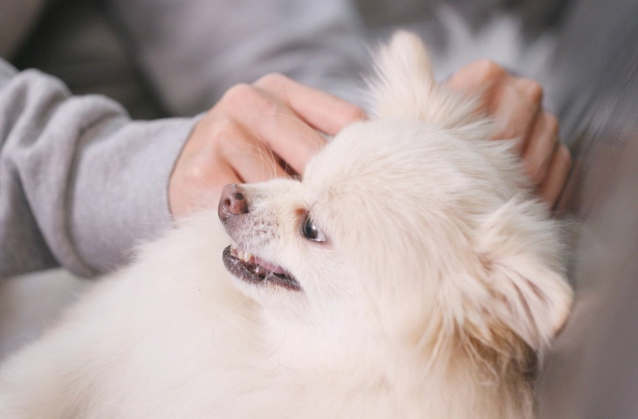 小型犬呼吸困難