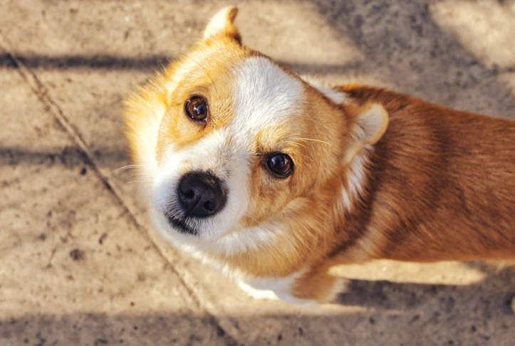 寄生蟲感染症狀