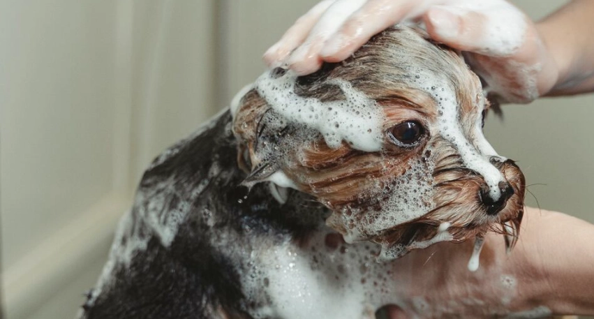 寵物腸胃炎照顧