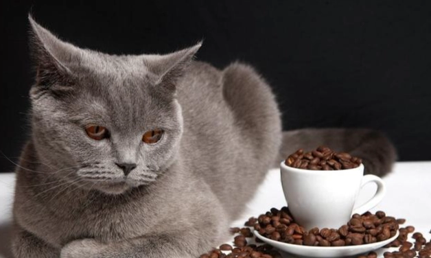 貓咪誤食咖啡處理