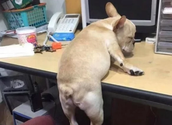 寵物行為分析 寵物行為分析