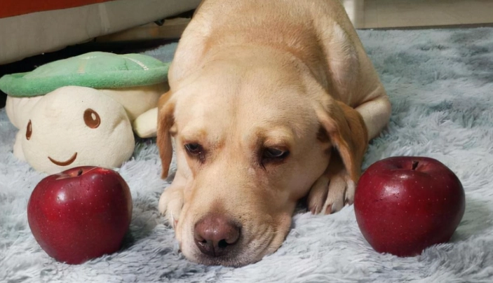 狗飼料拌罐頭好處
