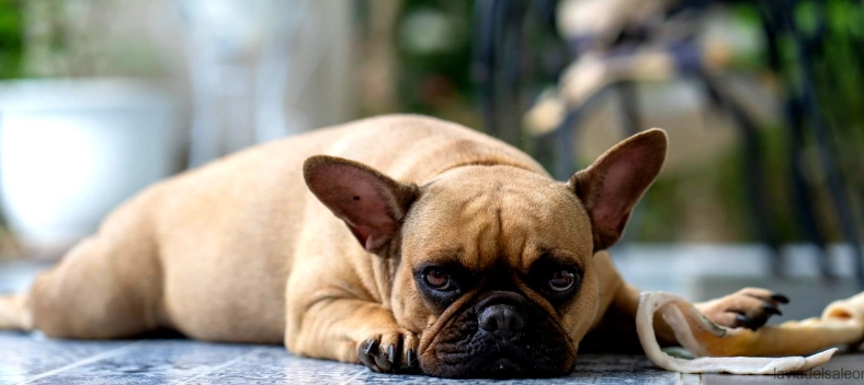 寵物皮膚腫塊處理