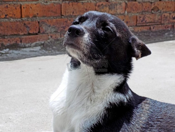 狗狗皮膚病症狀