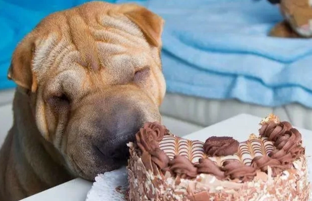 預防狗舔到巧克力