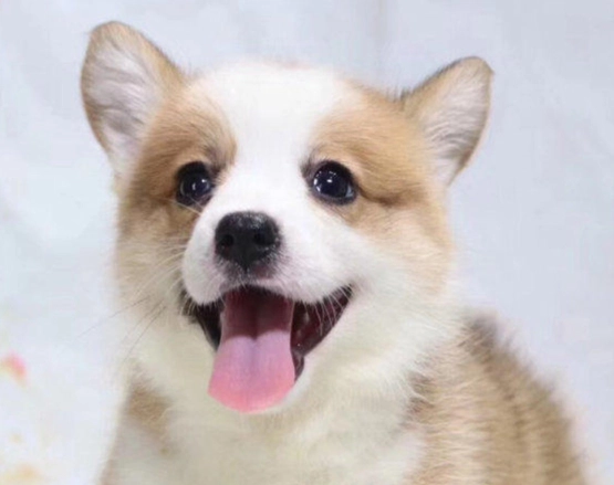 狗狗食物過敏治療