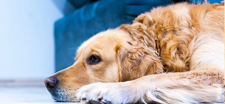 寵物益生菌推薦 寵物益生菌推薦