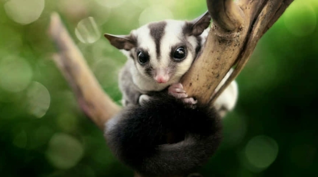 蜜袋鼯飼養指南