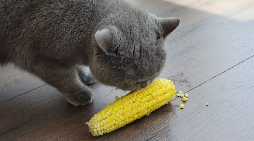 貓咪健康零食 貓咪健康零食