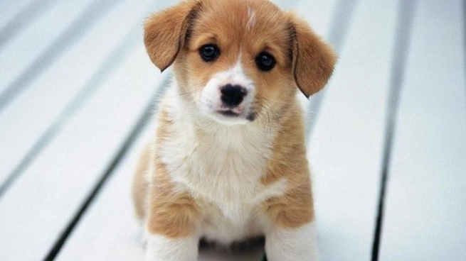 狗狗拉肚子益生菌