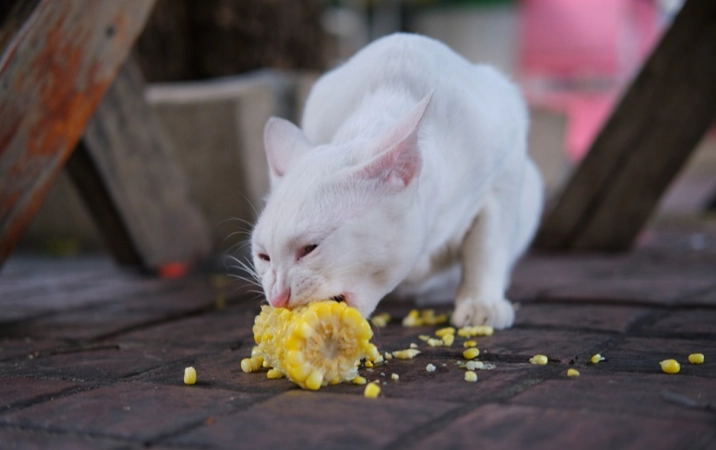 貓咪可以吃玉米嗎 貓咪可以吃玉米嗎