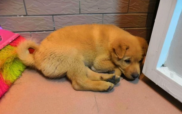 黃金獵犬皮膚病預防