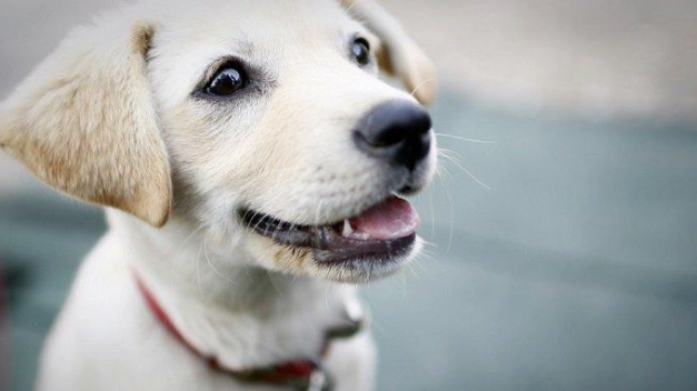 傷口處理狂犬病 傷口處理狂犬病